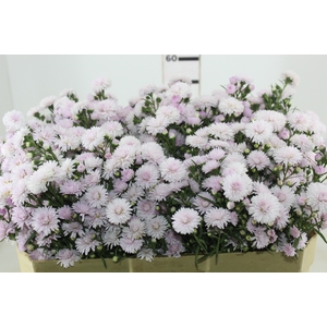 ASTER MARIANA 060 CM ROSA CLARO