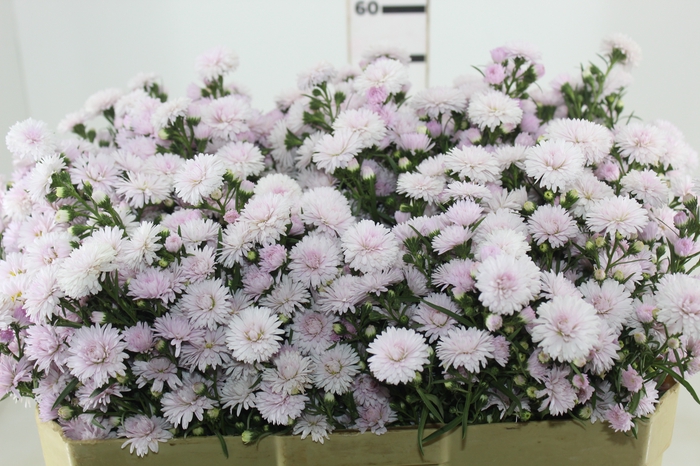ASTER MARIANA 060 CM ROSA CLARO
