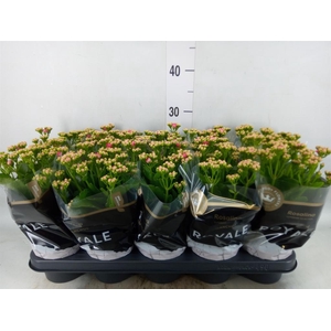 Kalanchoe blos. 'RosDon Nando'