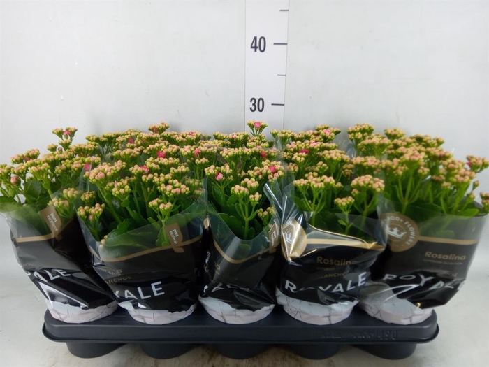 <h4>Kalanchoe blos. 'RosDon Nando'</h4>