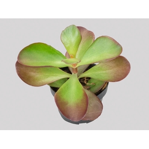 KALANCHOE VIVIEN P11