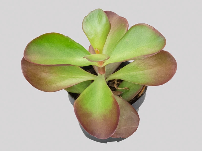 <h4>KALANCHOE VIVIEN P11</h4>