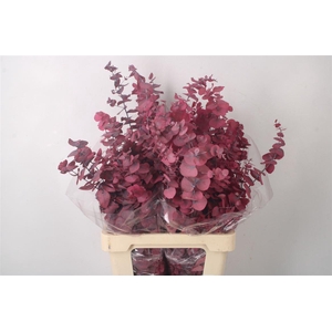 Stabi Stuartiana Cerise Per Bunch