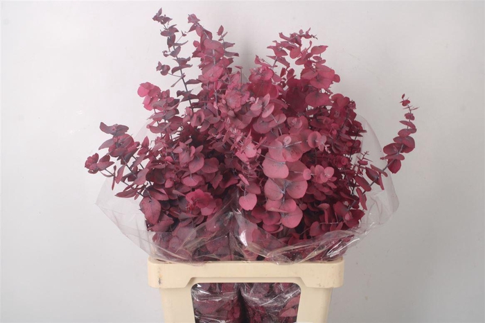 <h4>Stabi Stuartiana Cerise Per Bunch</h4>