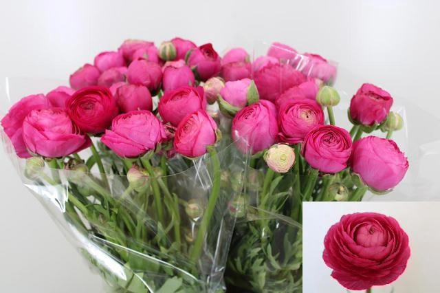 <h4>RAN AAZUR DEEP ROSE</h4>