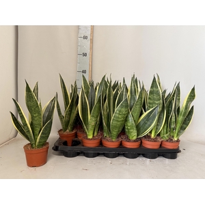 SANSEV TRIFASCIA  OV