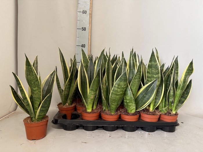 <h4>SANSEV TRIFASCIA  OV</h4>