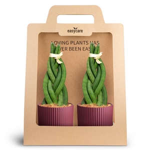 2-Pack Nordic Aubergine, Braid