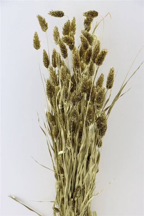 Dried Phalaris Gold Bunch