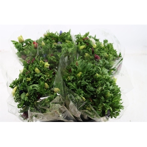 Anem Co Jerusal Mixed