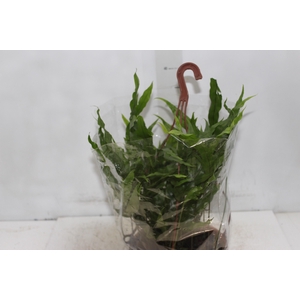 SAMAMBAIA JAMAICA C21