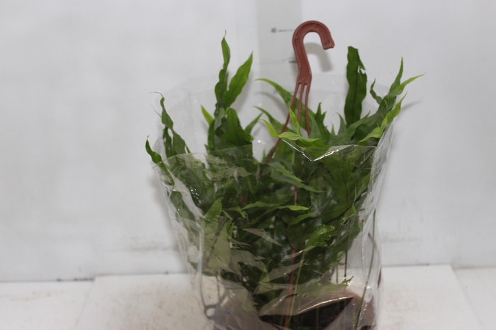 <h4>SAMAMBAIA JAMAICA C21</h4>