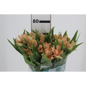 ALSTROEMERIA CANYON 080 CM
