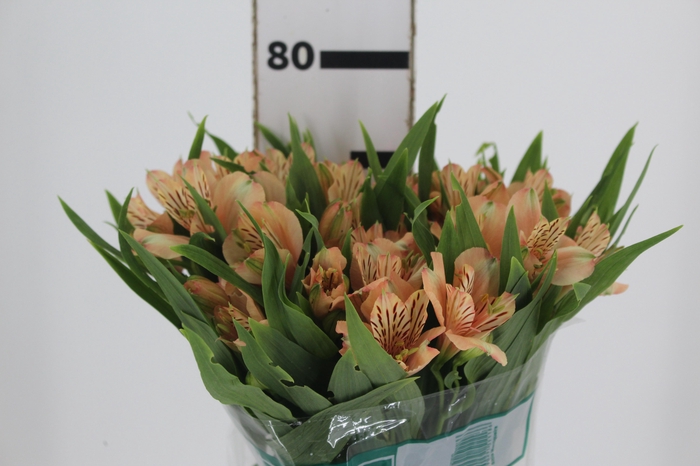 <h4>ALSTROEMERIA CANYON 080 CM</h4>