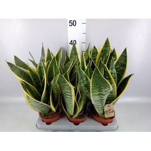 Sansevieria trifa. 'Futura Superba'