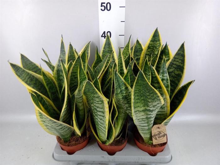 <h4>Sansevieria trifa. 'Futura Superba'</h4>