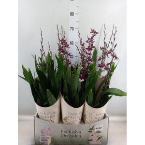 Burrageara  'Barrocco Red'