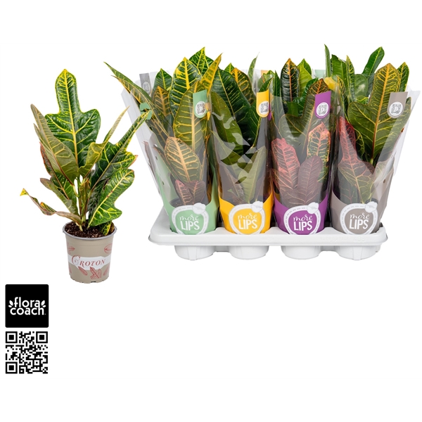 <h4>Croton 2 soorten mix Excellent en Petra "MoreLIPS®" Design Hoes</h4>