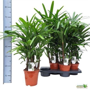 Rhapis Excelsa