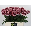Dahlia Checkers