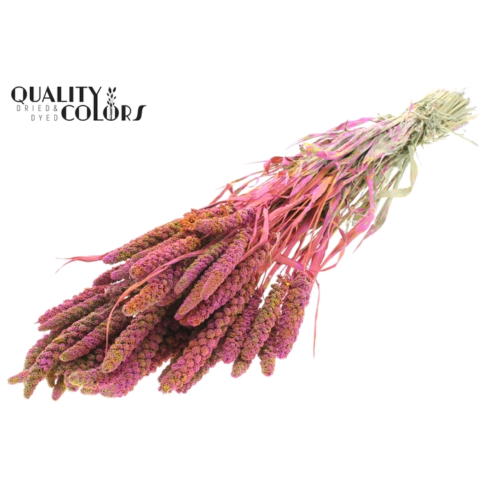 <h4>Gierst per bunch Multicolour Cerise</h4>
