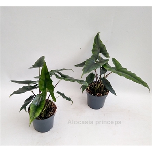 Alocasia princeps 14cm