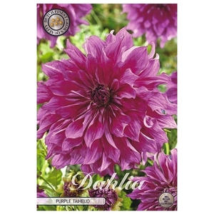 Dahlia Purple Taiheijo x1 l