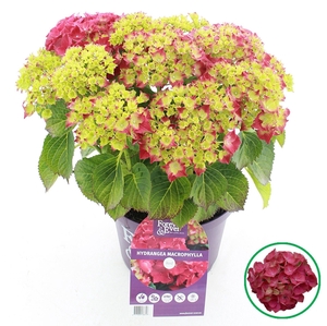Hydrangea macrophylla overig