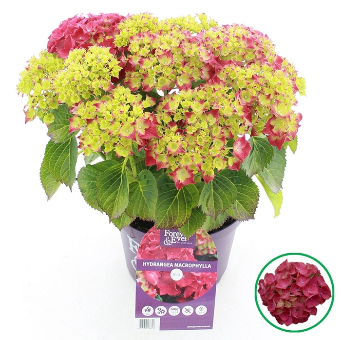 <h4>Hydrangea macrophylla overig</h4>