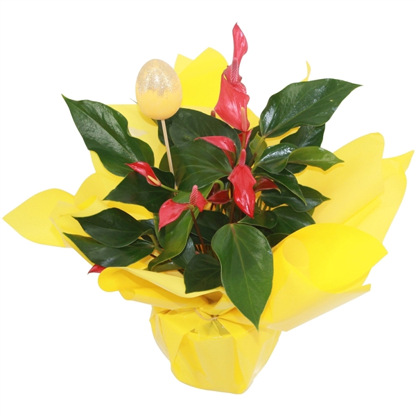 <h4>Anthurium XL.67 Trillions Red 14cm in gele rondello met paasbijsteker</h4>