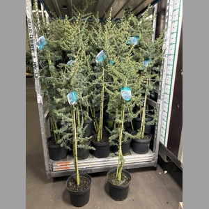 CEDRUS L GLAUCA  150CM
