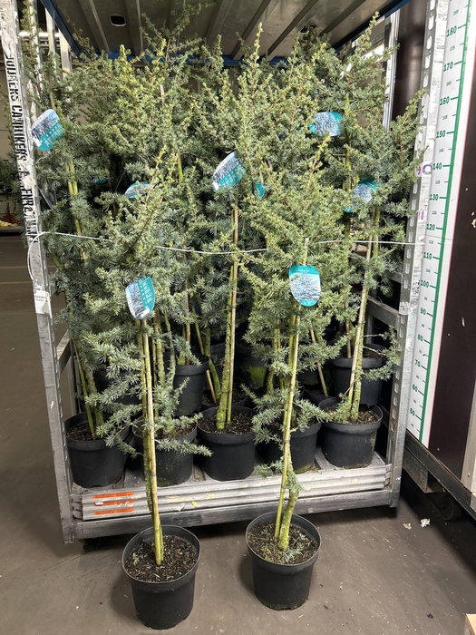 <h4>CEDRUS L GLAUCA  150CM</h4>
