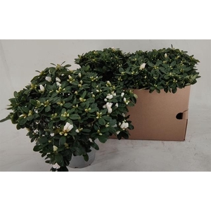 Rhododendron simsii 17Ø 42cm 35Ø