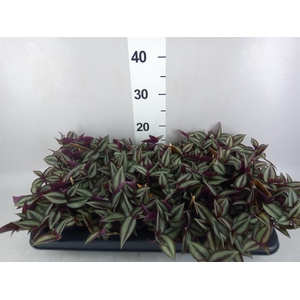 Tradescantia zebr. 'Purpusii'