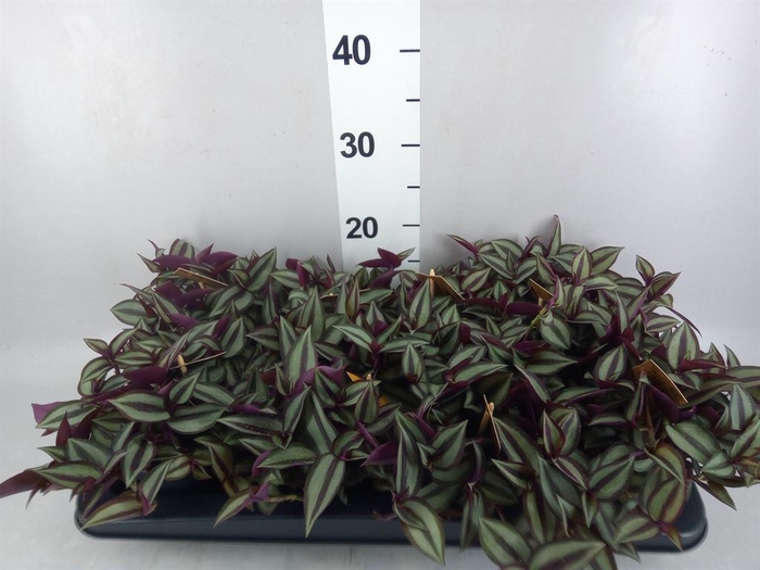 <h4>Tradescantia zebr. 'Purpusii'</h4>