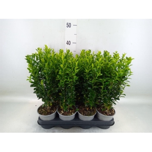 Euonymus japon. 'Green Spire'