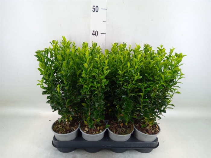 <h4>Euonymus japon. 'Green Spire'</h4>