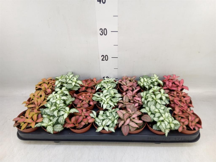 <h4>Fittonia   ...mix 7</h4>