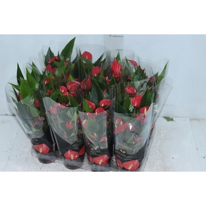 ANTHURIUM MINI MILLION FLOWERS P09