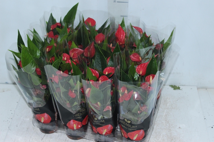 <h4>ANTHURIUM MINI MILLION FLOWERS P09</h4>
