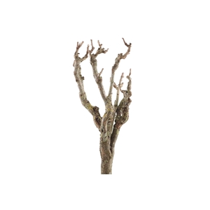 Syringa Branch Extra Daugherty