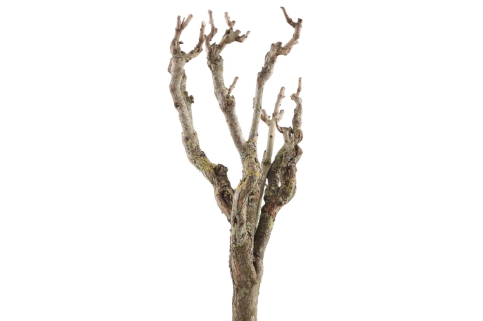 <h4>Syringa Branch Extra Daugherty</h4>