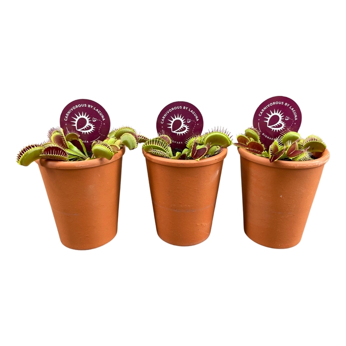 <h4>Dionaea muscipula in 7 cm terracotta pot (waterdicht)</h4>