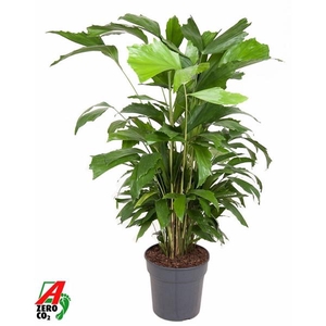 Caryota mitis