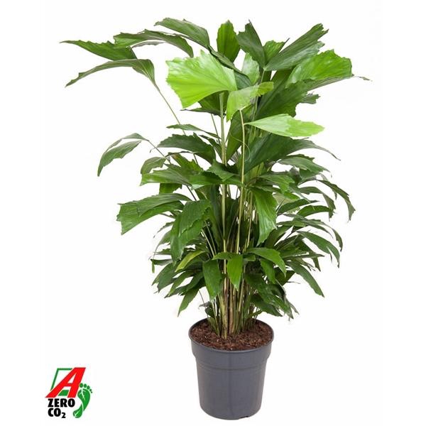 <h4>Caryota mitis</h4>