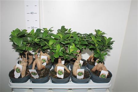<h4>Fic Mi Ginseng</h4>