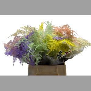 Asparagus 1e V Pastel Mix