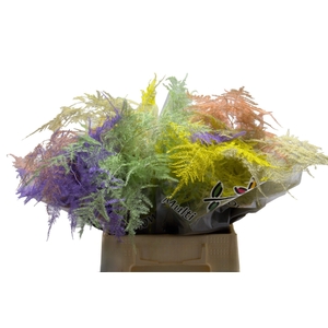 Asparagus 1e V Pastel Mix