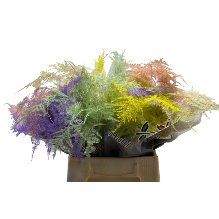 <h4>Asparagus 1e V Pastel Mix</h4>