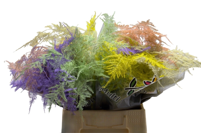 <h4>Asparagus 1e V Pastel Mix</h4>